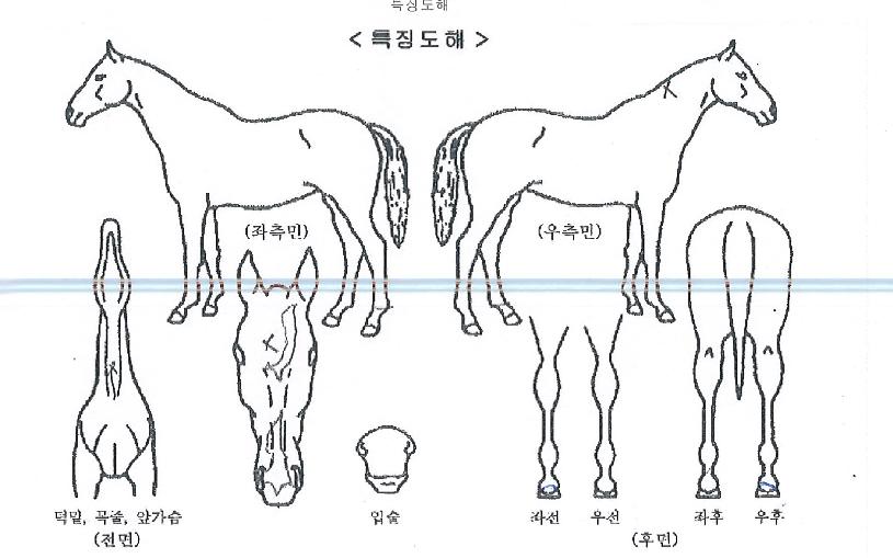 È÷¾î·ÎÃÖ°ÀÇ Ãø¸é,¿ì¸é,µÞ¸é,µÎ»ó,´Ù¸®ÀÇ Æ¯Â¡µµÇØ