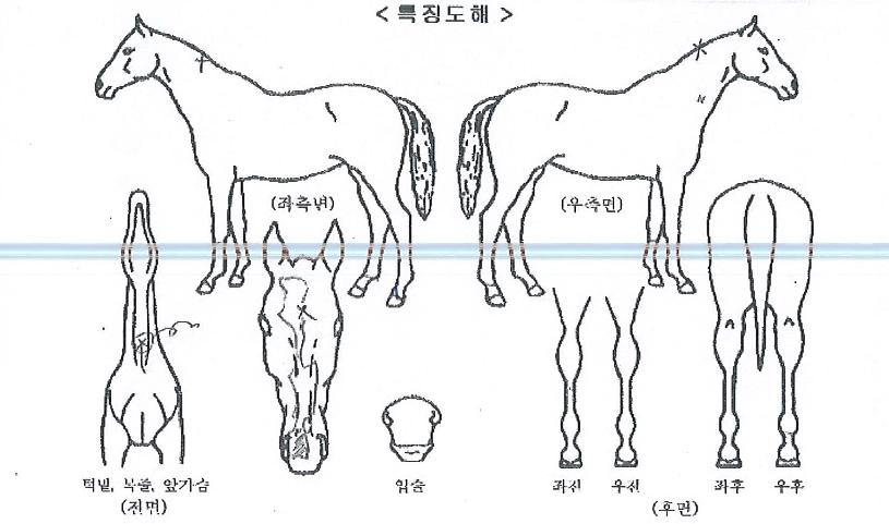 ´ë¿Õ¼ø°£ÀÌÀÇ Ãø¸é,¿ì¸é,µÞ¸é,µÎ»ó,´Ù¸®ÀÇ Æ¯Â¡µµÇØ