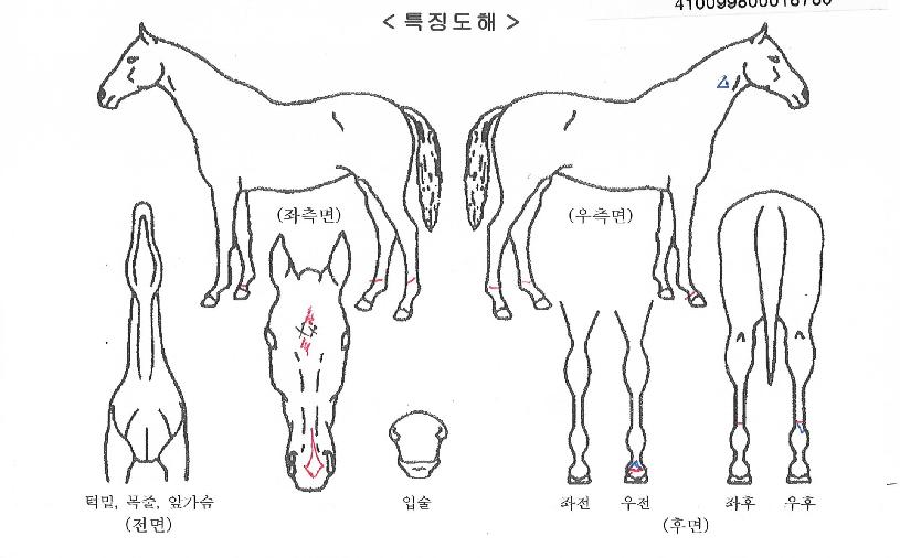 ¸¶ÇÏ¿©Á¦ÀÇ Ãø¸é,¿ì¸é,µÞ¸é,µÎ»ó,´Ù¸®ÀÇ Æ¯Â¡µµÇØ