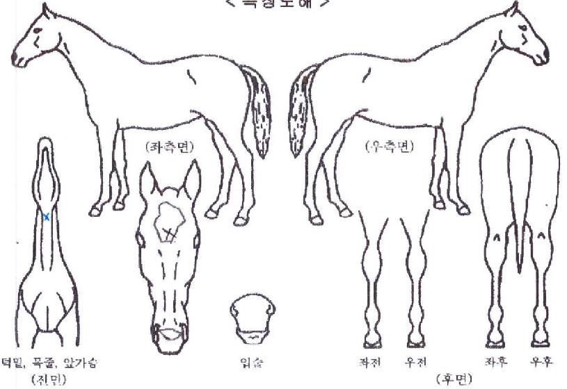 µ¨¸±¶óÀÇ Ãø¸é,¿ì¸é,µÞ¸é,µÎ»ó,´Ù¸®ÀÇ Æ¯Â¡µµÇØ