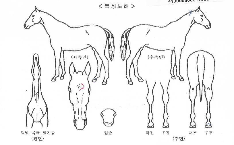 ÇØ¶û°ñµå¹ÙÀÇ Ãø¸é,¿ì¸é,µÞ¸é,µÎ»ó,´Ù¸®ÀÇ Æ¯Â¡µµÇØ