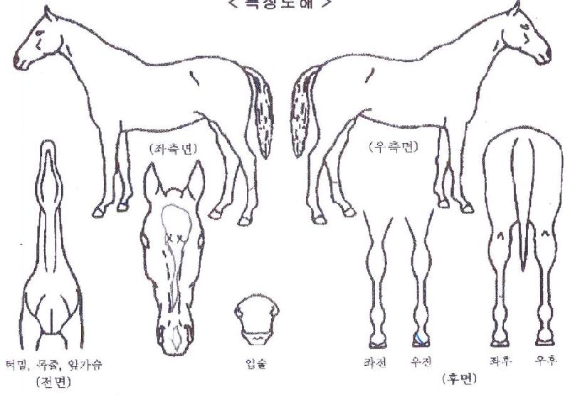 ¼®¼¼½ºÇ®ÀÇ Ãø¸é,¿ì¸é,µÞ¸é,µÎ»ó,´Ù¸®ÀÇ Æ¯Â¡µµÇØ