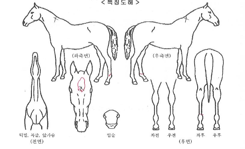 ¸®¸â¹ö¹ÌÀÇ Ãø¸é,¿ì¸é,µÞ¸é,µÎ»ó,´Ù¸®ÀÇ Æ¯Â¡µµÇØ