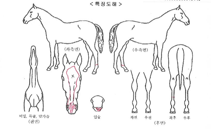 ȶû½ÅÈÀÇ Ãø¸é,¿ì¸é,µÞ¸é,µÎ»ó,´Ù¸®ÀÇ Æ¯Â¡µµÇØ