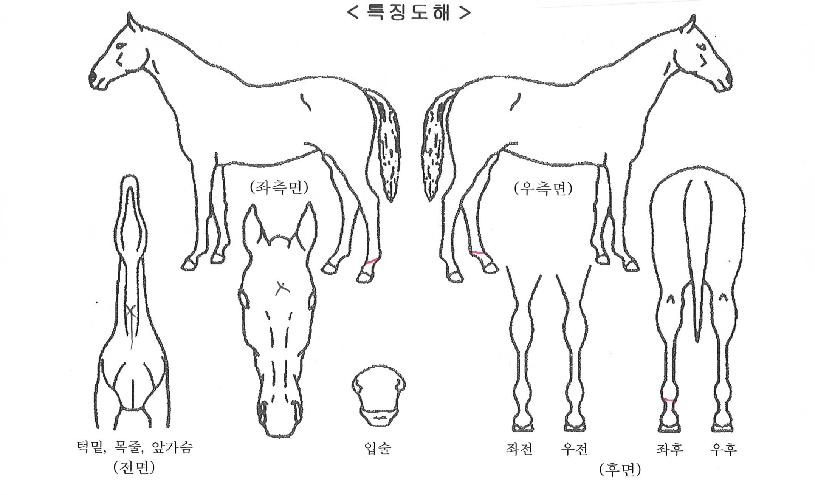 À©µå¸ð¾îÀÇ Ãø¸é,¿ì¸é,µÞ¸é,µÎ»ó,´Ù¸®ÀÇ Æ¯Â¡µµÇØ