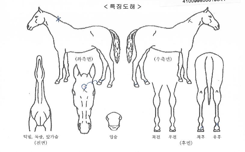 ¿ÀǪ½º½Ç¹öÀÇ Ãø¸é,¿ì¸é,µÞ¸é,µÎ»ó,´Ù¸®ÀÇ Æ¯Â¡µµÇØ