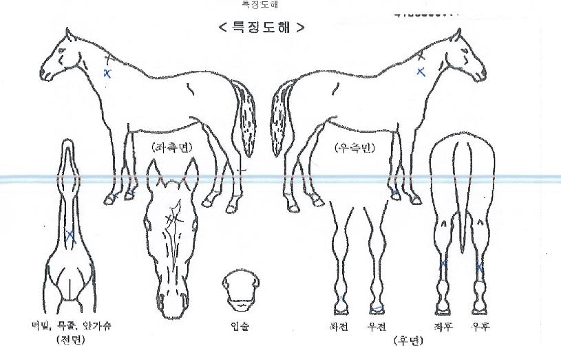 ½ºÆäÀ̽º·çºñÀÇ Ãø¸é,¿ì¸é,µÞ¸é,µÎ»ó,´Ù¸®ÀÇ Æ¯Â¡µµÇØ