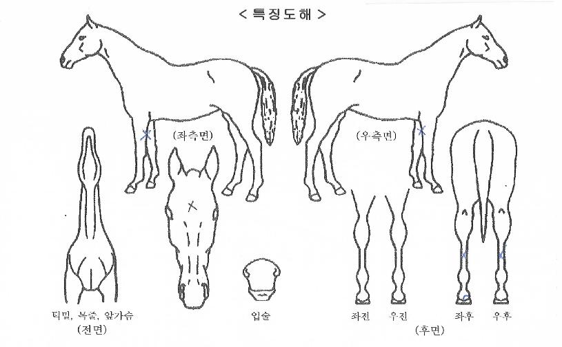 Åõµ¥À̸®¸â¹öÀÇ Ãø¸é,¿ì¸é,µÞ¸é,µÎ»ó,´Ù¸®ÀÇ Æ¯Â¡µµÇØ
