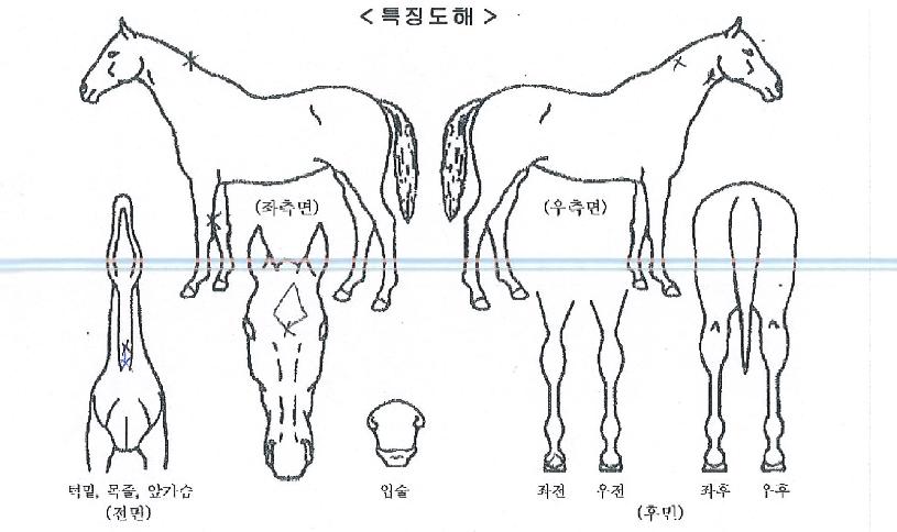 °³²ºÒû°´ÀÇ Ãø¸é,¿ì¸é,µÞ¸é,µÎ»ó,´Ù¸®ÀÇ Æ¯Â¡µµÇØ