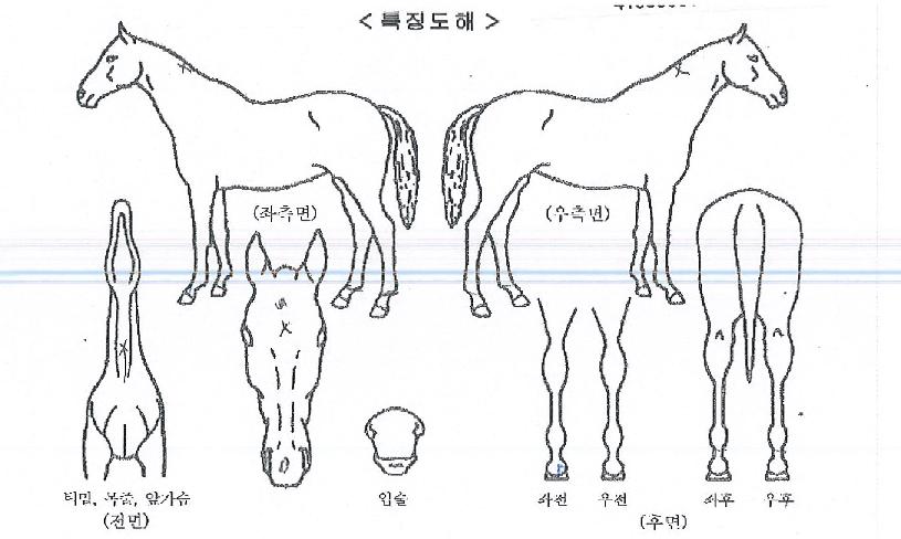 ŸÀ̰ÅÅ·ÀÇ Ãø¸é,¿ì¸é,µÞ¸é,µÎ»ó,´Ù¸®ÀÇ Æ¯Â¡µµÇØ