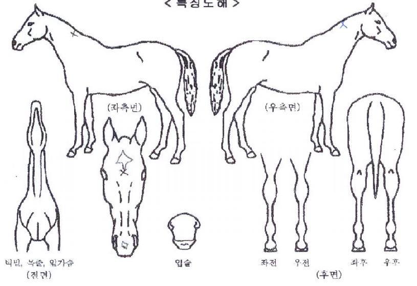 µ¥ÀÌÅõµ¥ÀÌÀÇ Ãø¸é,¿ì¸é,µÞ¸é,µÎ»ó,´Ù¸®ÀÇ Æ¯Â¡µµÇØ