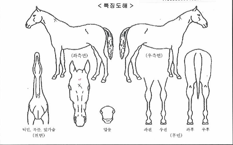 ¹éÅõ´õèÇǾðÀÇ Ãø¸é,¿ì¸é,µÞ¸é,µÎ»ó,´Ù¸®ÀÇ Æ¯Â¡µµÇØ