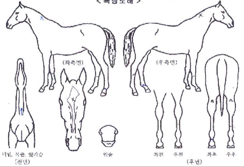 ¹Ù¶÷ÀÇÃÊÀ̽ºÀÇ Ãø¸é,¿ì¸é,µÞ¸é,µÎ»ó,´Ù¸®ÀÇ Æ¯Â¡µµÇØ