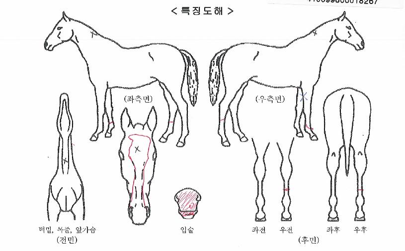 ÇѰ·¹ÀüµåÀÇ Ãø¸é,¿ì¸é,µÞ¸é,µÎ»ó,´Ù¸®ÀÇ Æ¯Â¡µµÇØ