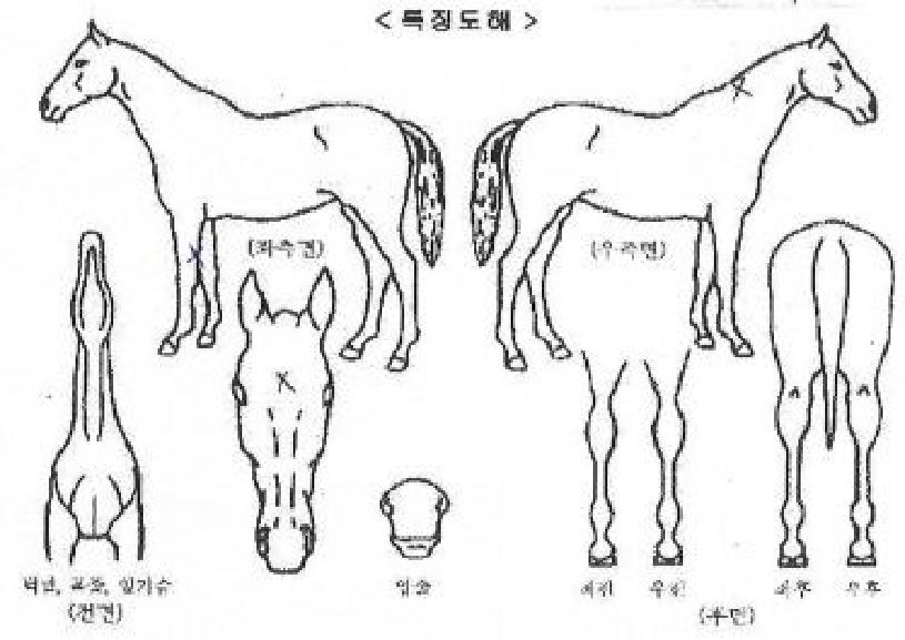 ¾ÆÀÌ¿¥·¹ÀüµåÀÇ Ãø¸é,¿ì¸é,µÞ¸é,µÎ»ó,´Ù¸®ÀÇ Æ¯Â¡µµÇØ