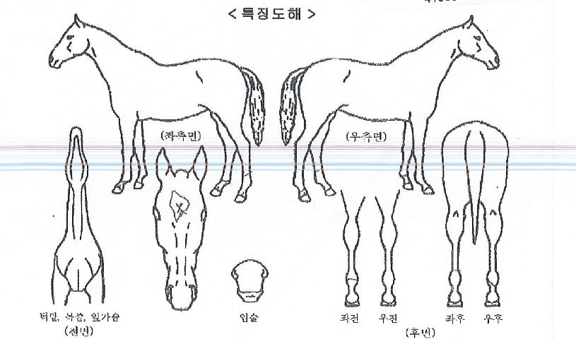 ÄÚÀ×ÀÇ Ãø¸é,¿ì¸é,µÞ¸é,µÎ»ó,´Ù¸®ÀÇ Æ¯Â¡µµÇØ