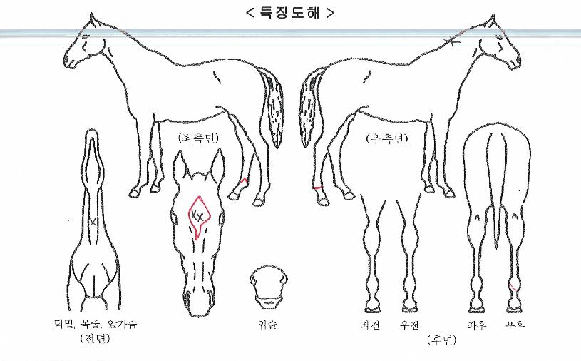 ±Û·Î¹úÄÚ¾îÀÇ Ãø¸é,¿ì¸é,µÞ¸é,µÎ»ó,´Ù¸®ÀÇ Æ¯Â¡µµÇØ