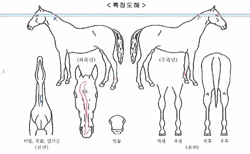 ¿Ã¾ÆÀÌÁî¿Â¹ÌÀÇ Ãø¸é,¿ì¸é,µÞ¸é,µÎ»ó,´Ù¸®ÀÇ Æ¯Â¡µµÇØ