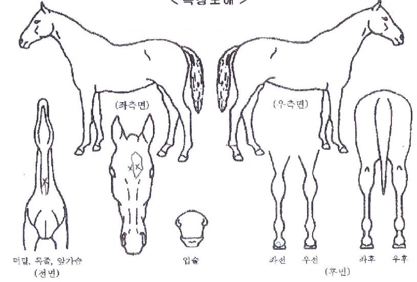 ¸¶Á©ÀÇ Ãø¸é,¿ì¸é,µÞ¸é,µÎ»ó,´Ù¸®ÀÇ Æ¯Â¡µµÇØ