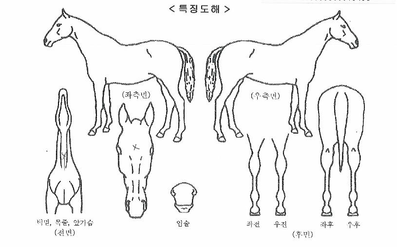 ¿¤¸®Æ®ÇǽºÀÇ Ãø¸é,¿ì¸é,µÞ¸é,µÎ»ó,´Ù¸®ÀÇ Æ¯Â¡µµÇØ