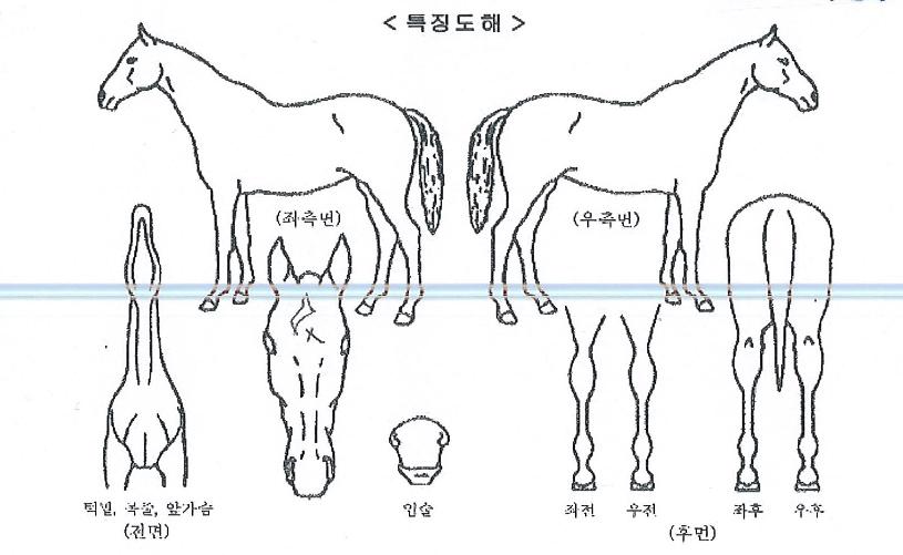 ¸Æ½º¶óÀÌÆ®´×ÀÇ Ãø¸é,¿ì¸é,µÞ¸é,µÎ»ó,´Ù¸®ÀÇ Æ¯Â¡µµÇØ