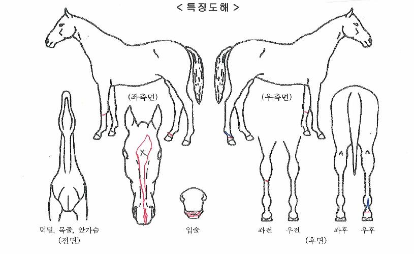 Å¥Çǵå¹Ì¸£ÀÇ Ãø¸é,¿ì¸é,µÞ¸é,µÎ»ó,´Ù¸®ÀÇ Æ¯Â¡µµÇØ