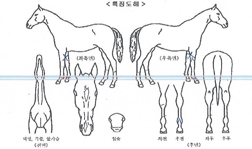 ¼´Ï·ÎµåÀÇ Ãø¸é,¿ì¸é,µÞ¸é,µÎ»ó,´Ù¸®ÀÇ Æ¯Â¡µµÇØ