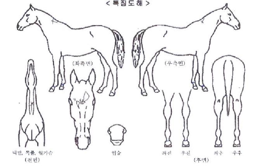 ·°Å°È÷Æ®ÀÇ Ãø¸é,¿ì¸é,µÞ¸é,µÎ»ó,´Ù¸®ÀÇ Æ¯Â¡µµÇØ