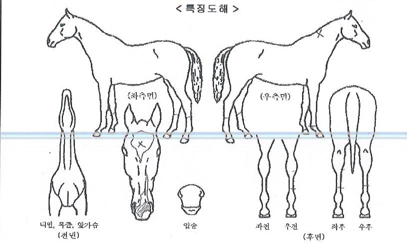 ĸƾŸÀÓÀÇ Ãø¸é,¿ì¸é,µÞ¸é,µÎ»ó,´Ù¸®ÀÇ Æ¯Â¡µµÇØ