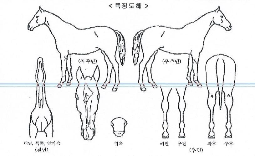 ½º¸¶Æ®¿ÍÀ̾îÀÇ Ãø¸é,¿ì¸é,µÞ¸é,µÎ»ó,´Ù¸®ÀÇ Æ¯Â¡µµÇØ