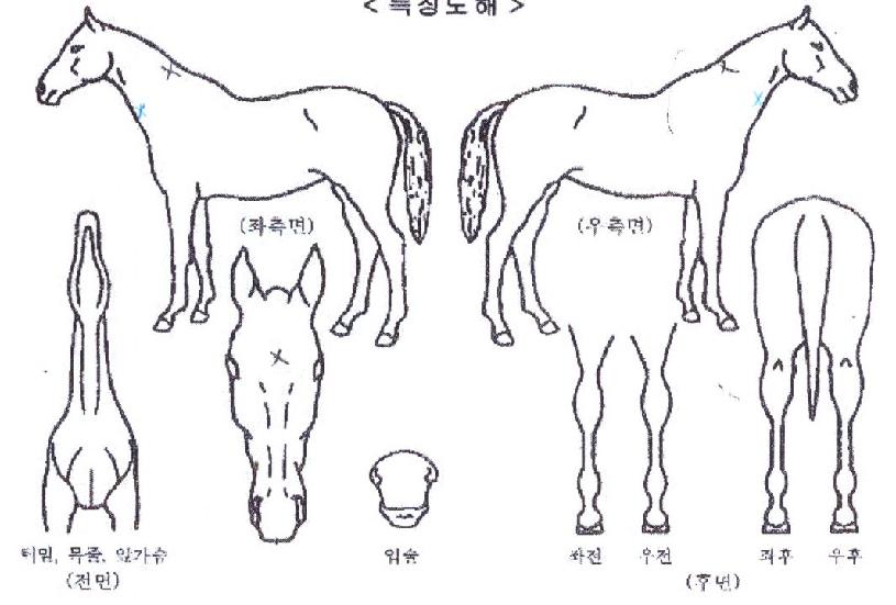 Ç÷¡½Ãµ¥ÀÌÀÇ Ãø¸é,¿ì¸é,µÞ¸é,µÎ»ó,´Ù¸®ÀÇ Æ¯Â¡µµÇØ