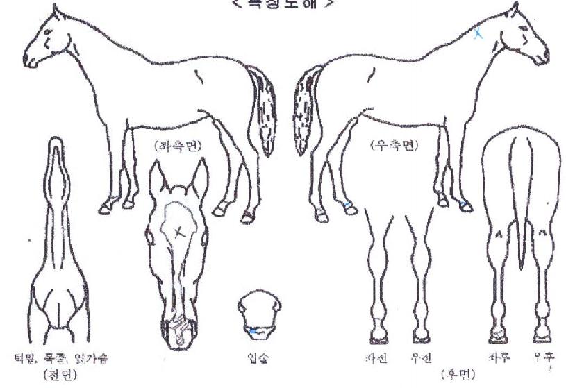 ¼ºÎºñÀüÀÇ Ãø¸é,¿ì¸é,µÞ¸é,µÎ»ó,´Ù¸®ÀÇ Æ¯Â¡µµÇØ