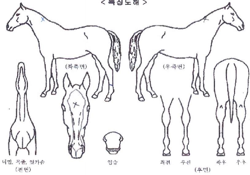 ·¹À̵åÈ÷Æ®ÀÇ Ãø¸é,¿ì¸é,µÞ¸é,µÎ»ó,´Ù¸®ÀÇ Æ¯Â¡µµÇØ