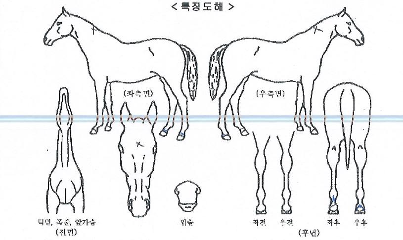 ºê¶óÀÌÆ®Ä«ÀÌÀÇ Ãø¸é,¿ì¸é,µÞ¸é,µÎ»ó,´Ù¸®ÀÇ Æ¯Â¡µµÇØ
