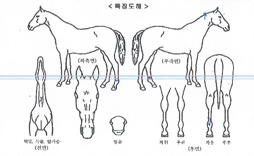 À̽ºÆ®¶óÀÌ¡ÀÇ Ãø¸é,¿ì¸é,µÞ¸é,µÎ»ó,´Ù¸®ÀÇ Æ¯Â¡µµÇØ