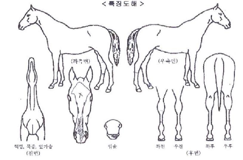 ¿ì½ÂÆÐ¼ÇÀÌÁöÀÇ Ãø¸é,¿ì¸é,µÞ¸é,µÎ»ó,´Ù¸®ÀÇ Æ¯Â¡µµÇØ