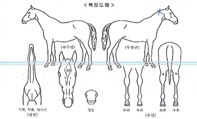 ¼±´õ·°Å°ÀÇ Ãø¸é,¿ì¸é,µÞ¸é,µÎ»ó,´Ù¸®ÀÇ Æ¯Â¡µµÇØ