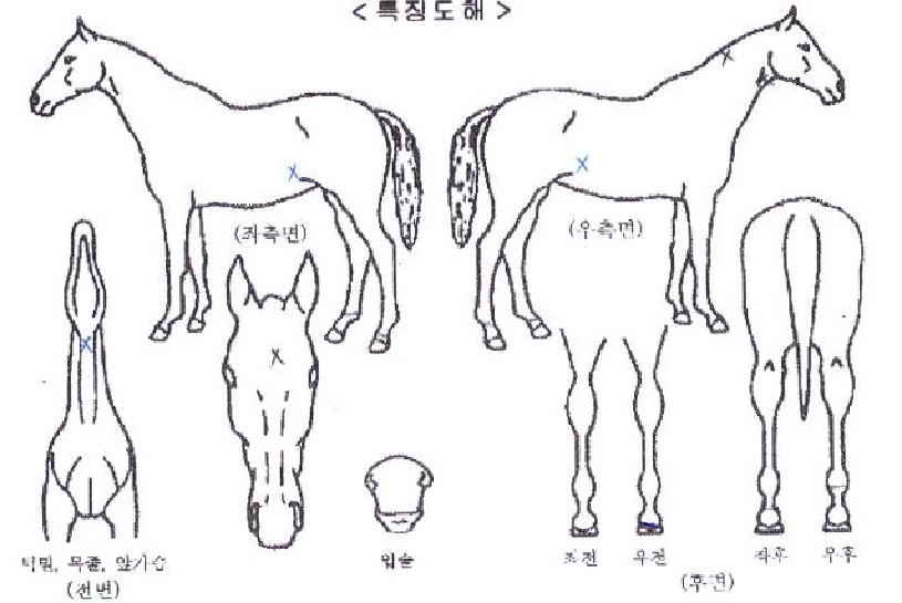 ¸ðÅä¸ðÅäÀÇ Ãø¸é,¿ì¸é,µÞ¸é,µÎ»ó,´Ù¸®ÀÇ Æ¯Â¡µµÇØ