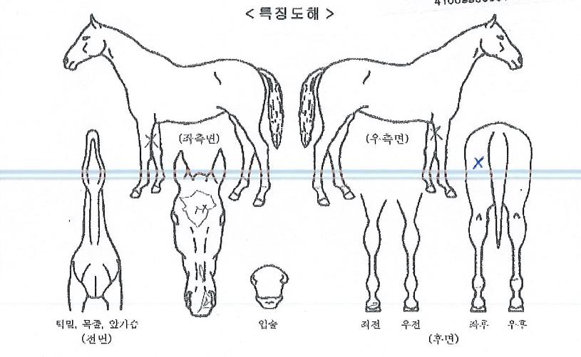 ¿¡Å¬·¹¾î½ºÅ¸ÀÇ Ãø¸é,¿ì¸é,µÞ¸é,µÎ»ó,´Ù¸®ÀÇ Æ¯Â¡µµÇØ