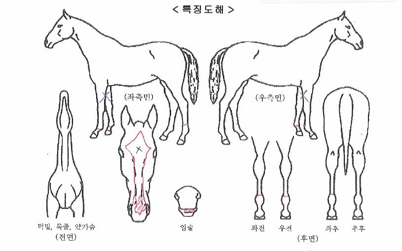 ±Û·Î¸®ÂüÀÇ Ãø¸é,¿ì¸é,µÞ¸é,µÎ»ó,´Ù¸®ÀÇ Æ¯Â¡µµÇØ