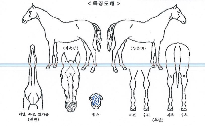 ¹ú±³À§¼öÀÇ Ãø¸é,¿ì¸é,µÞ¸é,µÎ»ó,´Ù¸®ÀÇ Æ¯Â¡µµÇØ