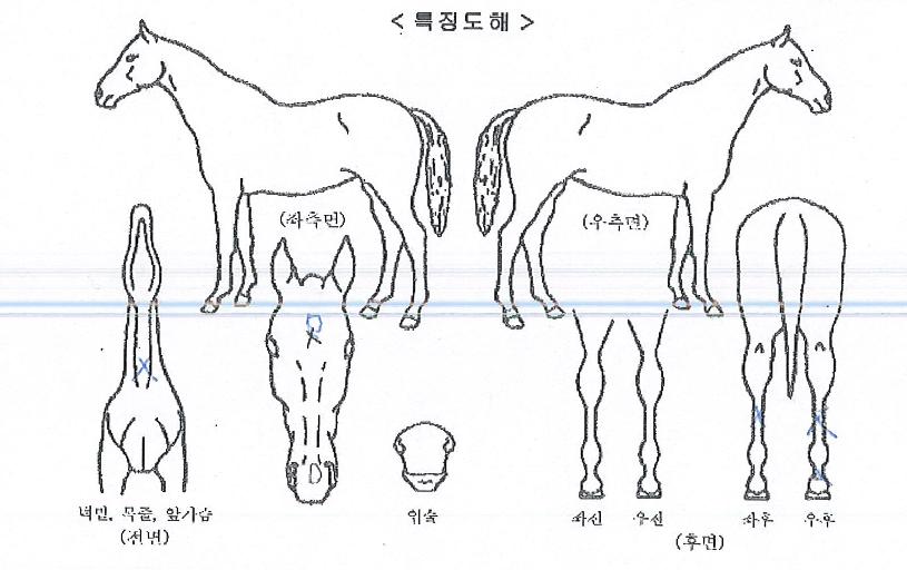¼Û´ç¸ÁÄ¡ÀÇ Ãø¸é,¿ì¸é,µÞ¸é,µÎ»ó,´Ù¸®ÀÇ Æ¯Â¡µµÇØ