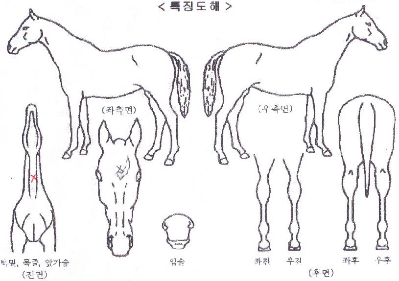 È·ÁÇÑÁ¶¸íÀÇ Ãø¸é,¿ì¸é,µÞ¸é,µÎ»ó,´Ù¸®ÀÇ Æ¯Â¡µµÇØ