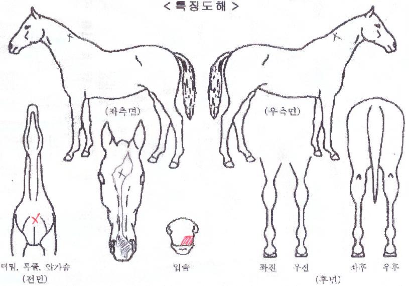 ¿îÁÖ°¡ÀÌÀÇ Ãø¸é,¿ì¸é,µÞ¸é,µÎ»ó,´Ù¸®ÀÇ Æ¯Â¡µµÇØ