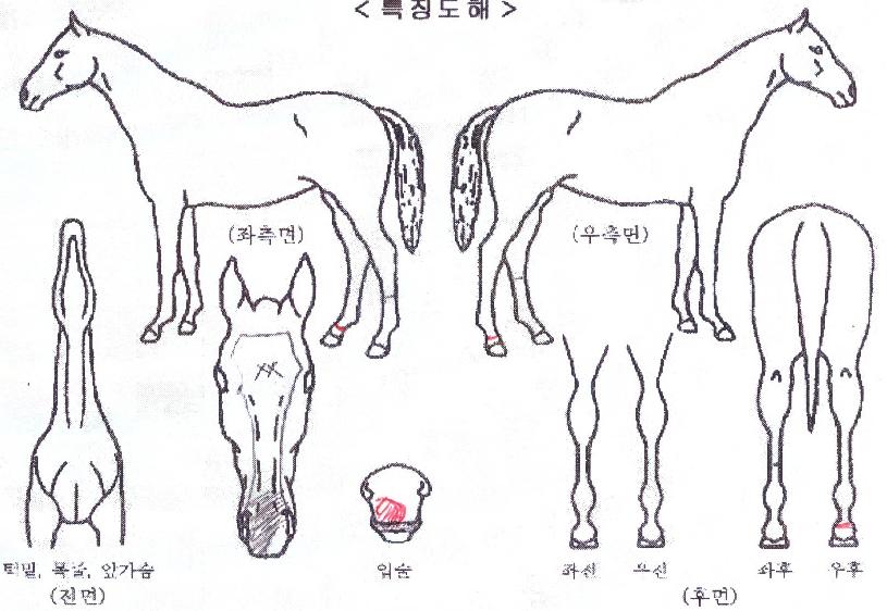 ¿ø´õÇ®¶óÅ©ÀÇ Ãø¸é,¿ì¸é,µÞ¸é,µÎ»ó,´Ù¸®ÀÇ Æ¯Â¡µµÇØ