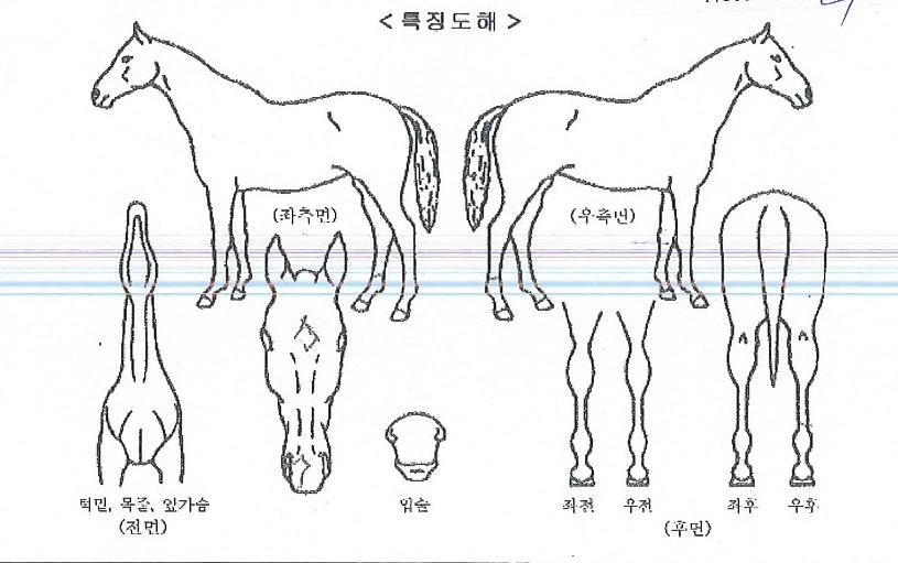 ÅÊÈÀÇÀü¼³ÀÇ Ãø¸é,¿ì¸é,µÞ¸é,µÎ»ó,´Ù¸®ÀÇ Æ¯Â¡µµÇØ