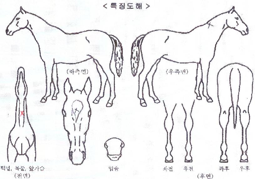 ¿À¹ö´õ¾Ù¸®ÀÇ Ãø¸é,¿ì¸é,µÞ¸é,µÎ»ó,´Ù¸®ÀÇ Æ¯Â¡µµÇØ