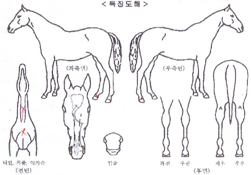 ¿©¼ö½´ÆÛ½ºÅ¸ÀÇ Ãø¸é,¿ì¸é,µÞ¸é,µÎ»ó,´Ù¸®ÀÇ Æ¯Â¡µµÇØ