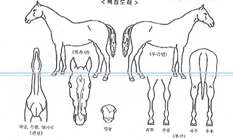 ³í½ºÅé¿©¿ÕÀÇ Ãø¸é,¿ì¸é,µÞ¸é,µÎ»ó,´Ù¸®ÀÇ Æ¯Â¡µµÇØ