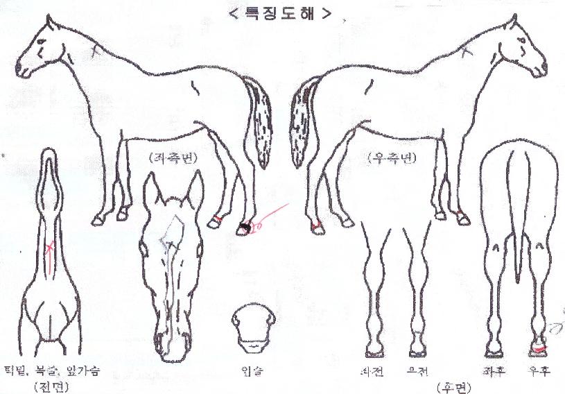 ³²¾ç·çºñÀÇ Ãø¸é,¿ì¸é,µÞ¸é,µÎ»ó,´Ù¸®ÀÇ Æ¯Â¡µµÇØ